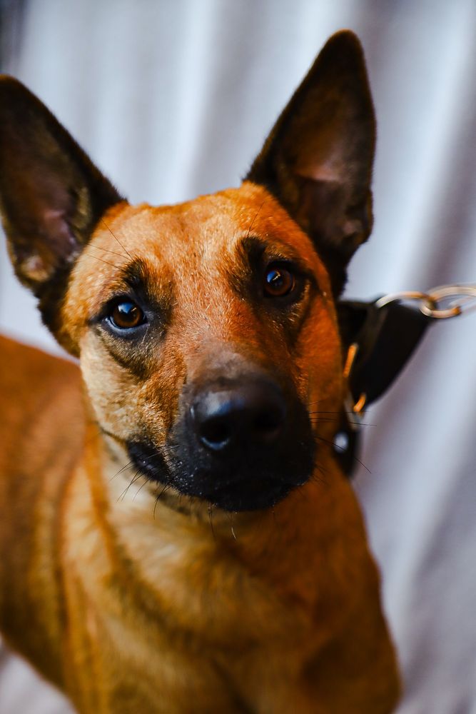 Cão