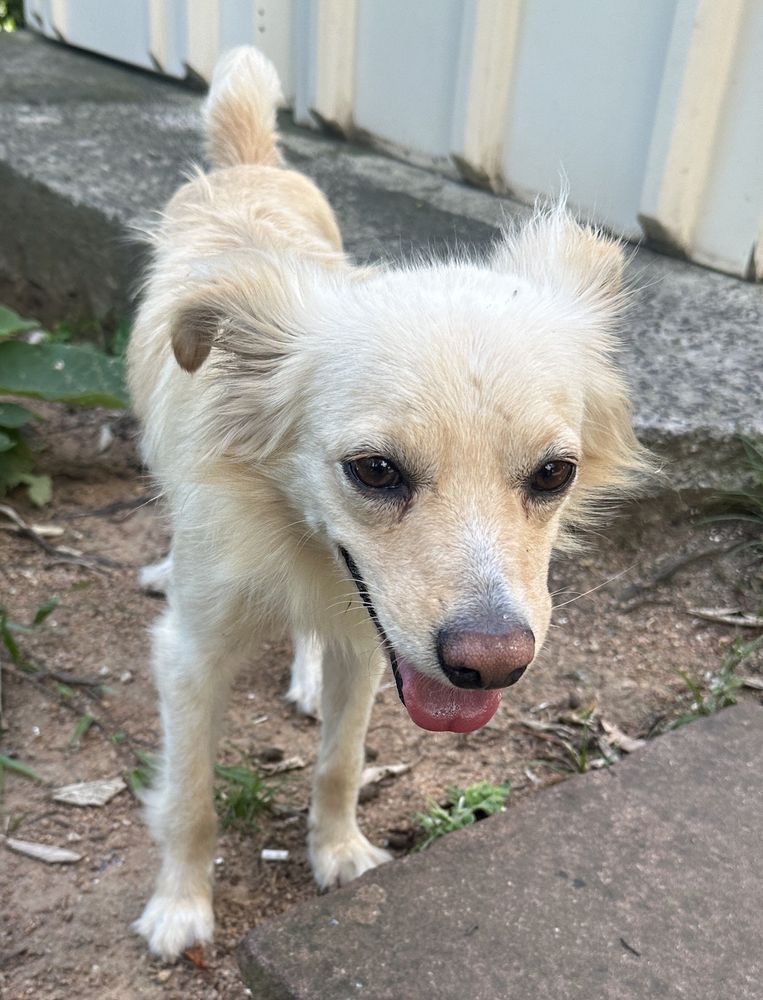 Cão
