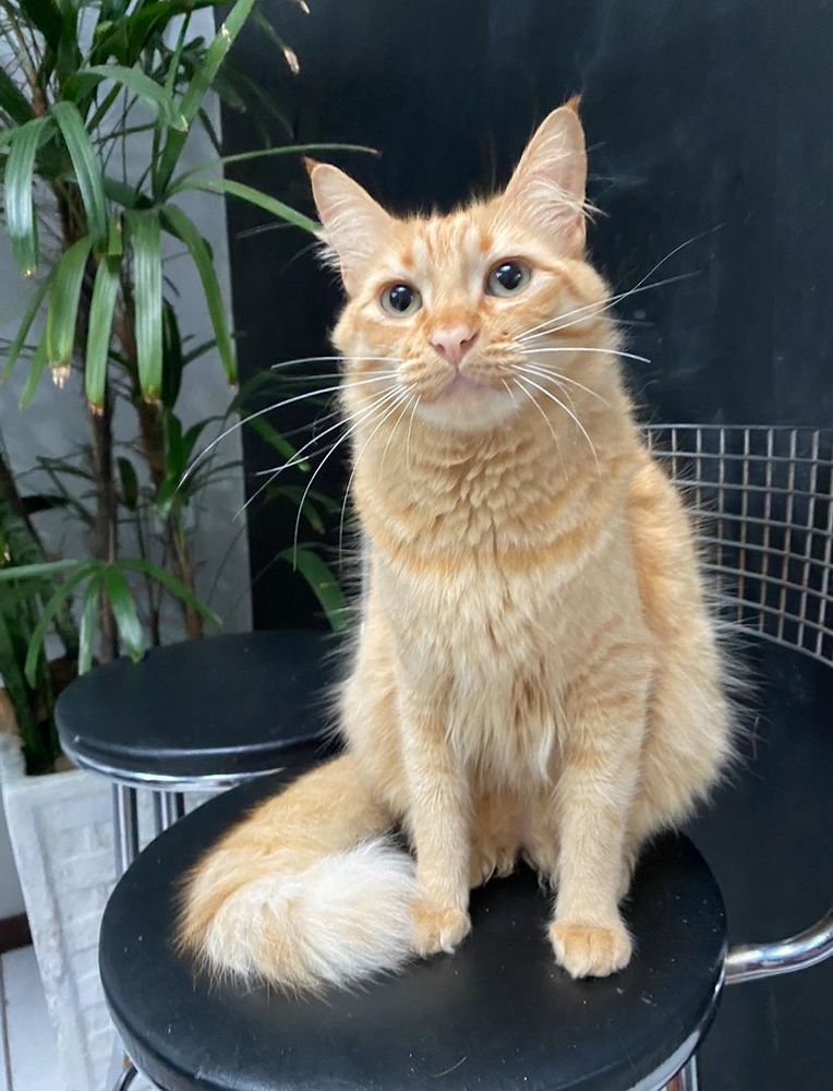 Chico