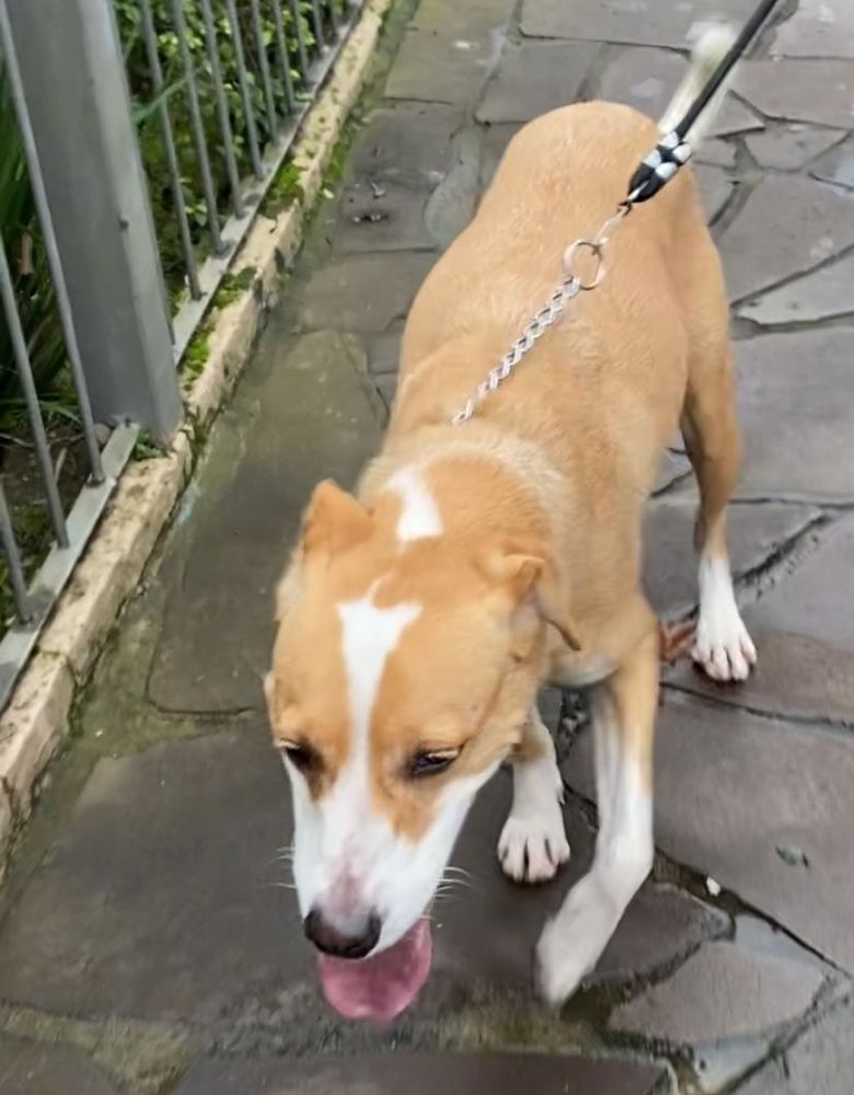 Cão