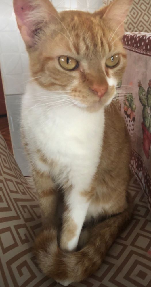 Simba