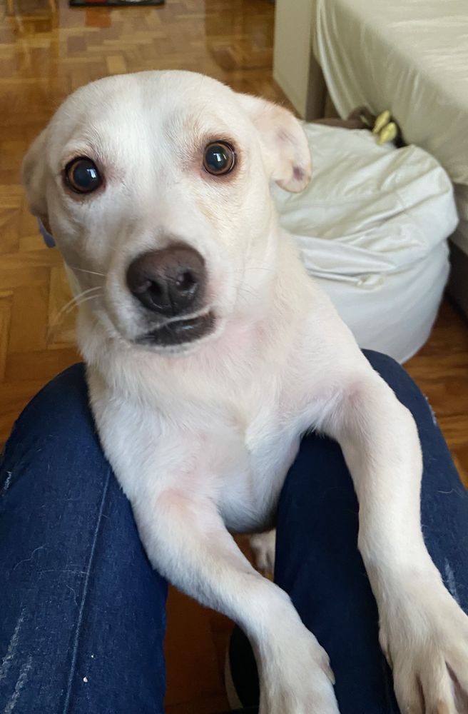 Cão