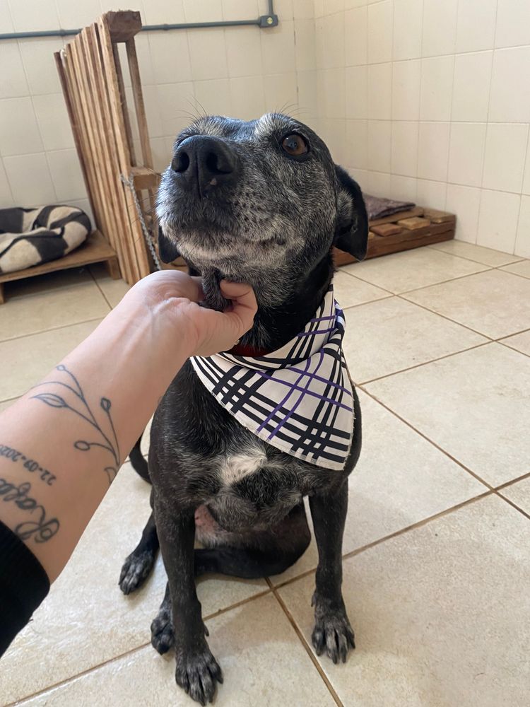 Cão