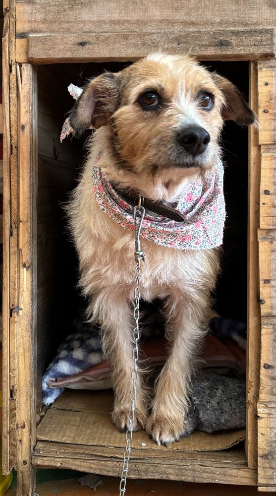 Cão