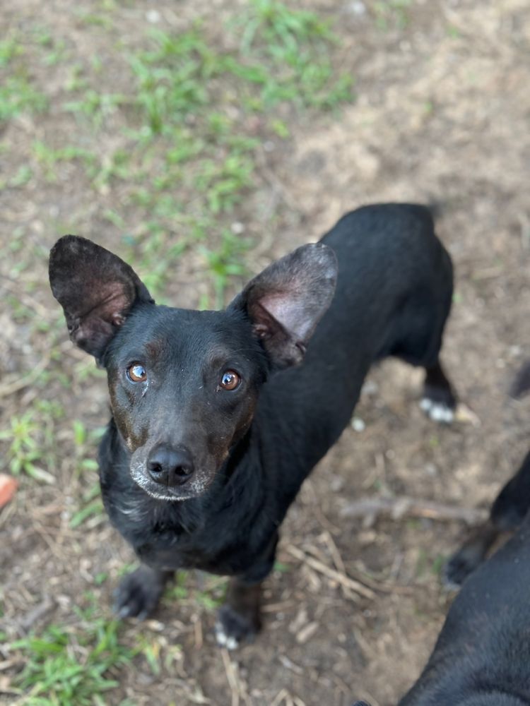 Cão