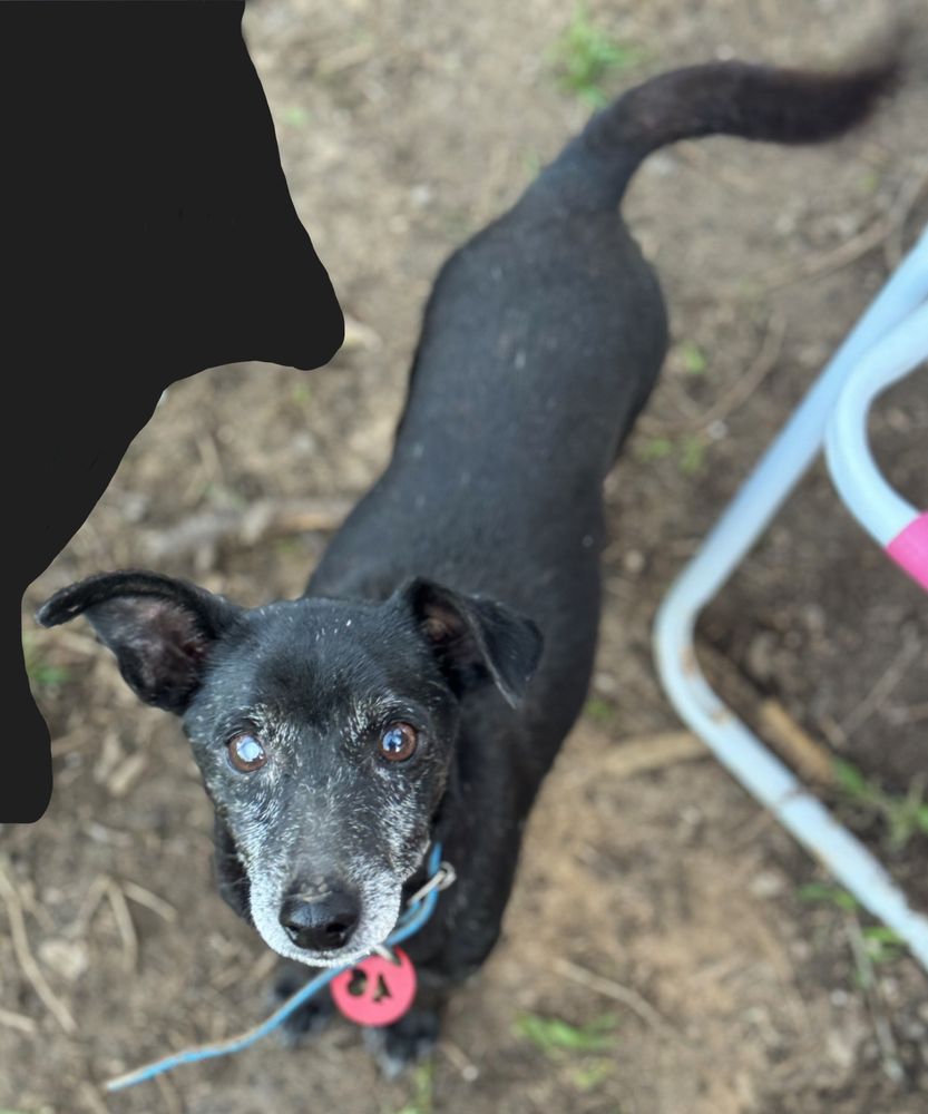 Cão