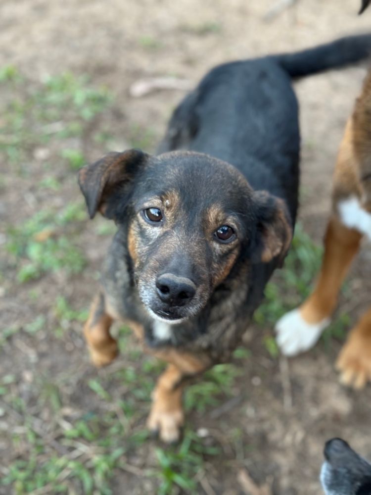 Cão