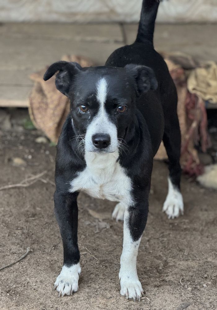 Cão