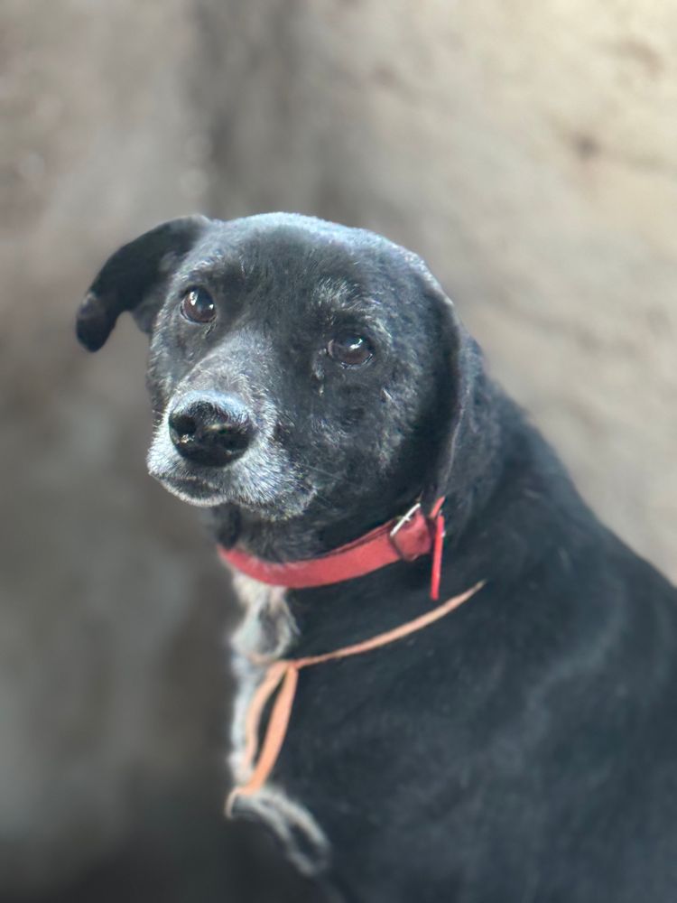 Cão