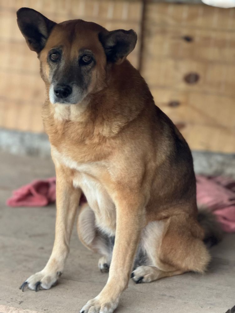 Cão