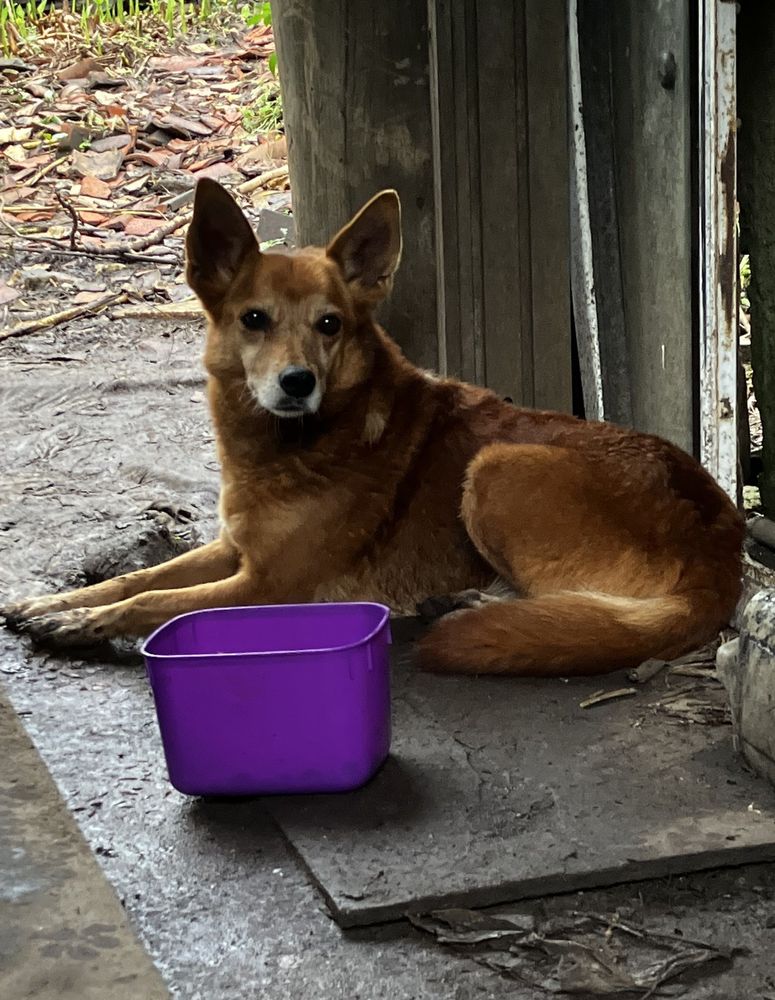 Cão