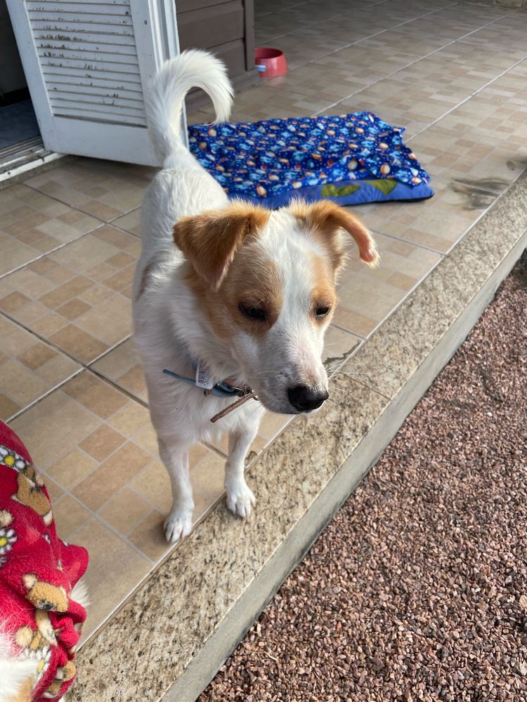 Cão