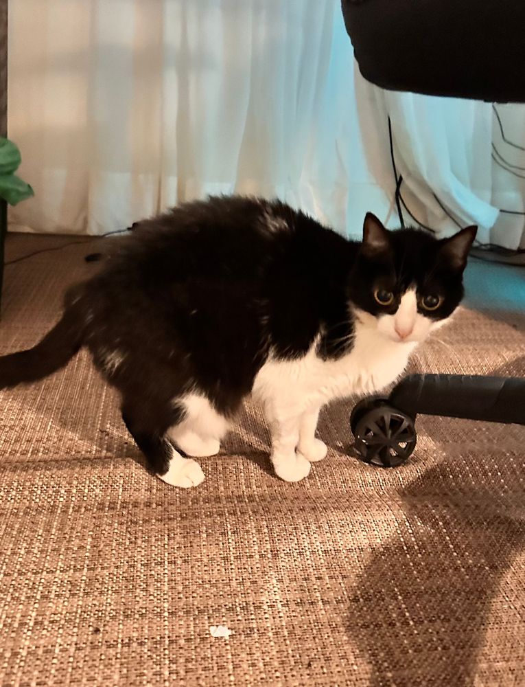 Gato