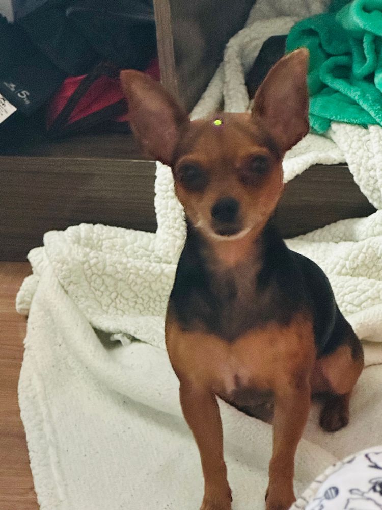 Cão