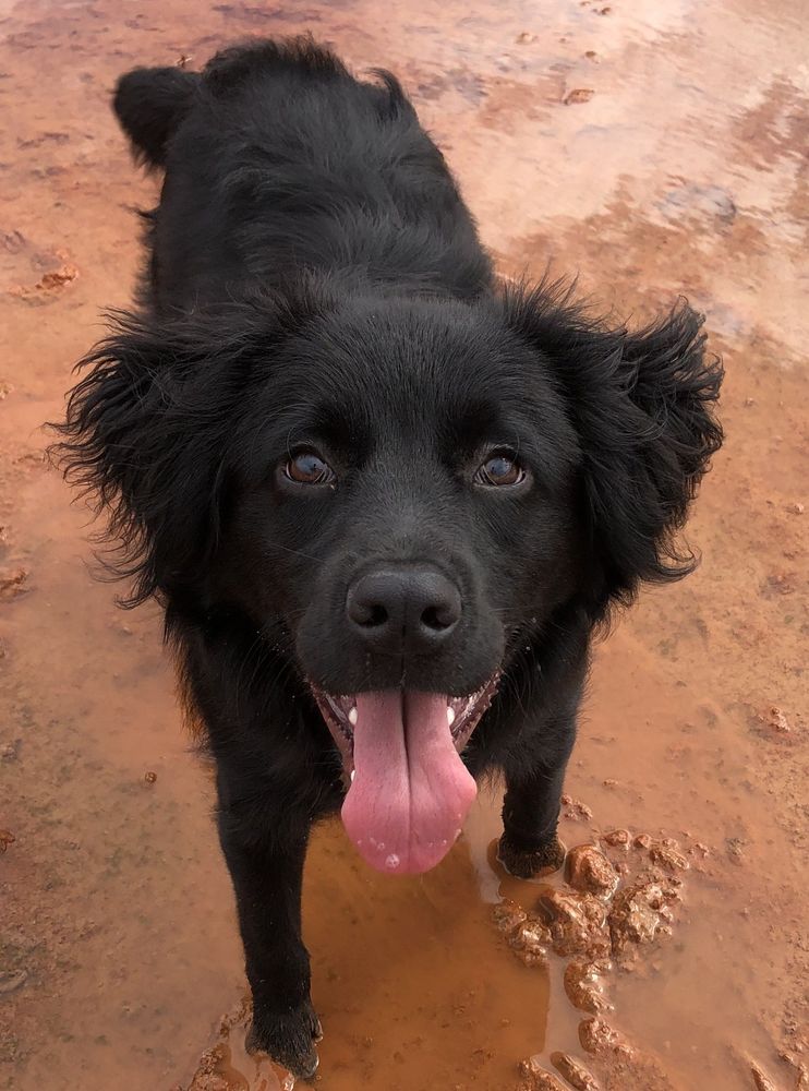 Cão