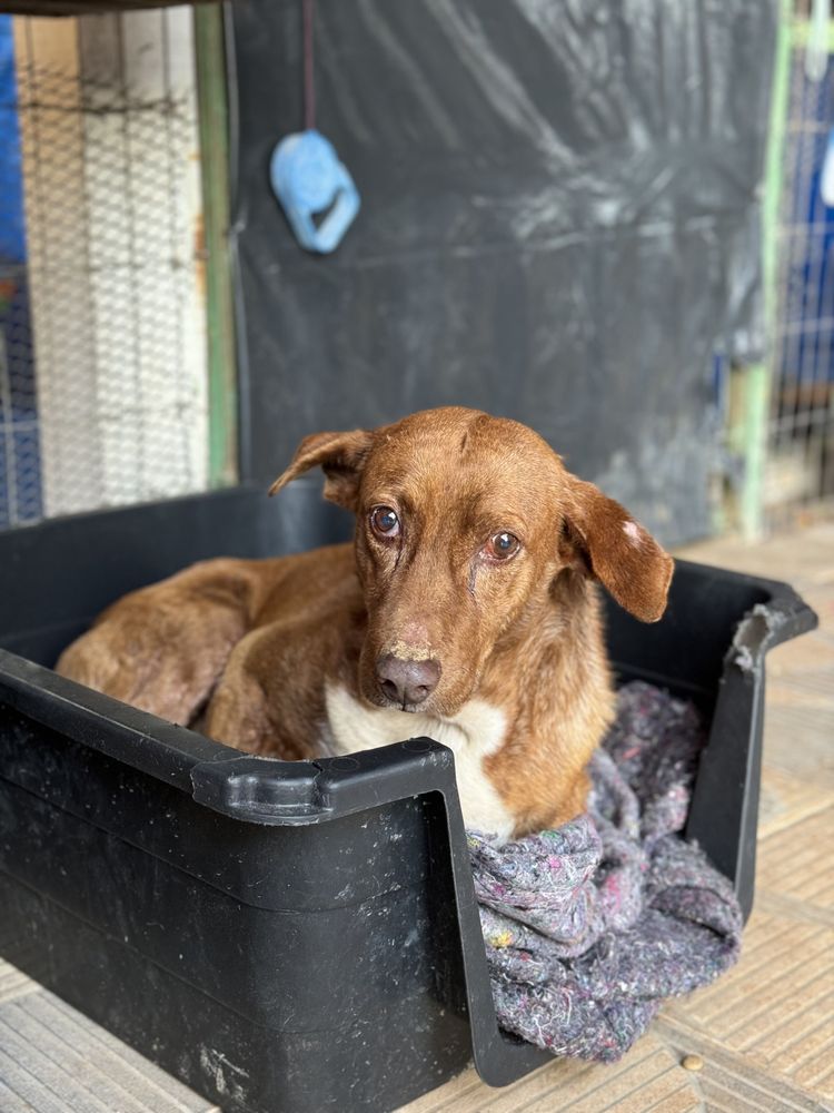 Cão