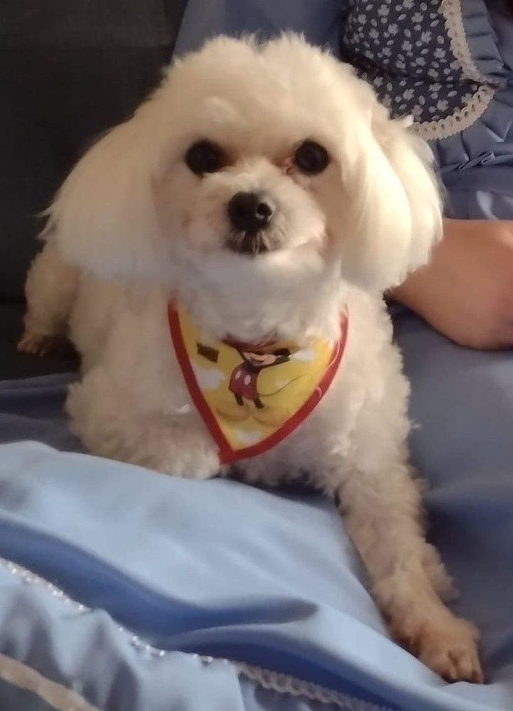 Snoppy
