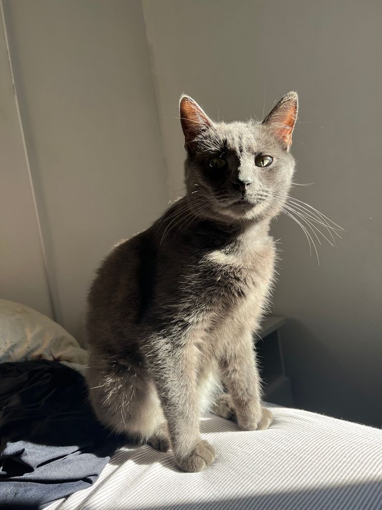Gato