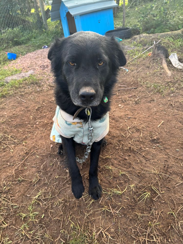 Cão