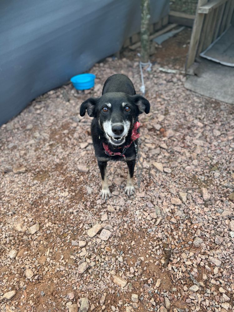 Cão