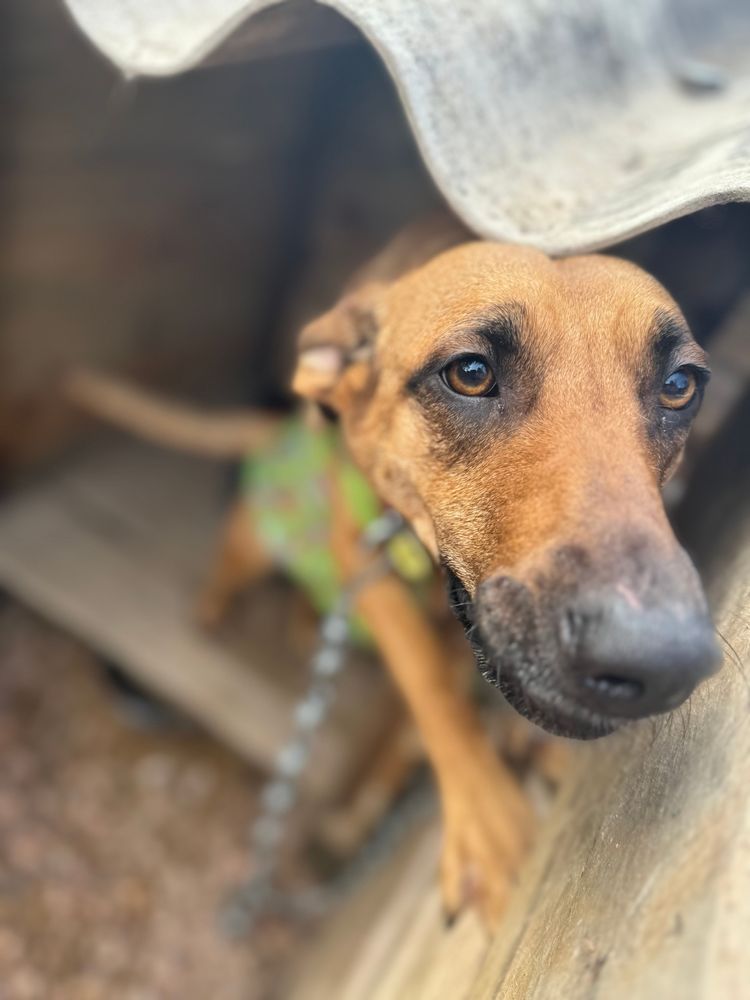 Cão