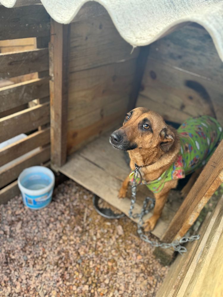 Cão