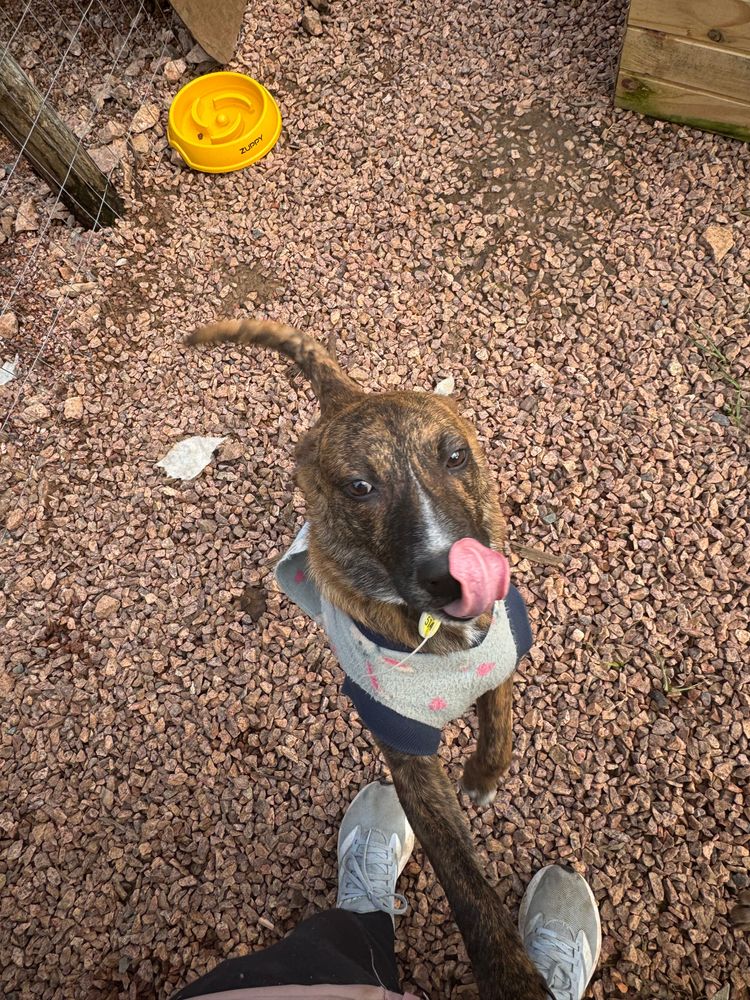 Cão
