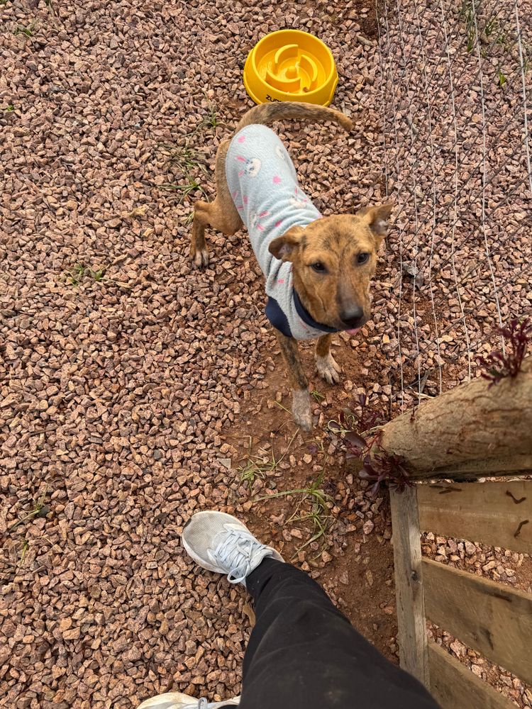 Cão