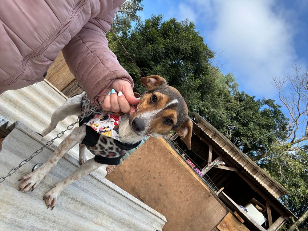 Cão