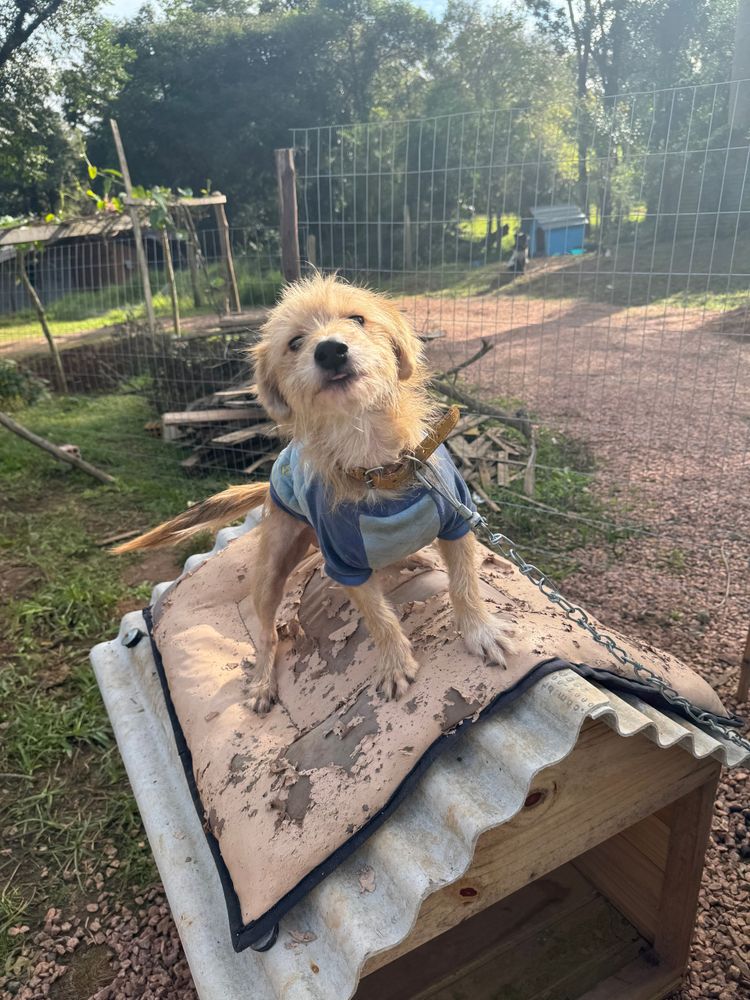 Cão