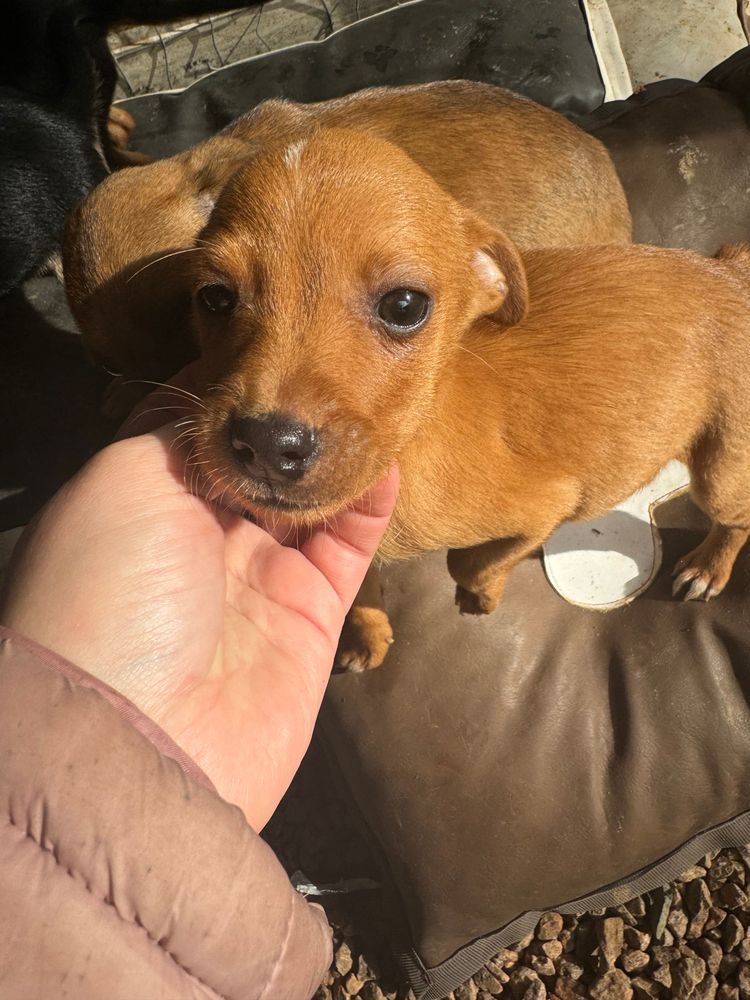 Cão
