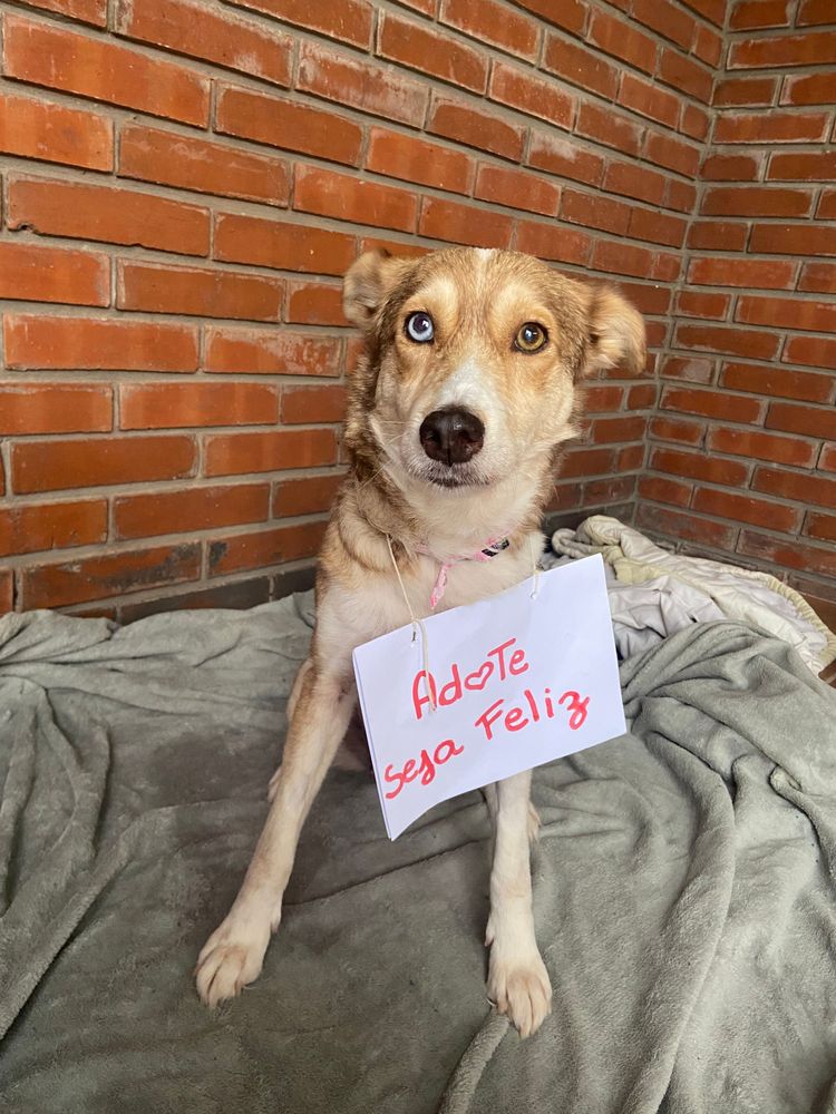 Cão