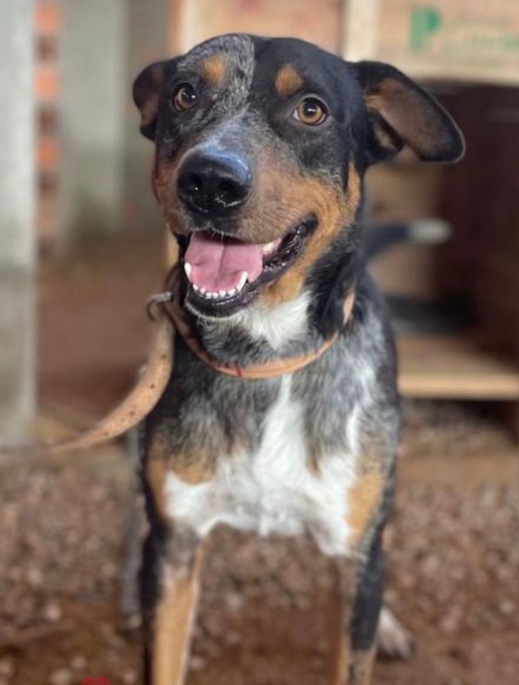 Cão
