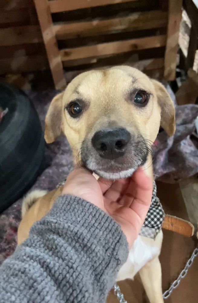 Cão