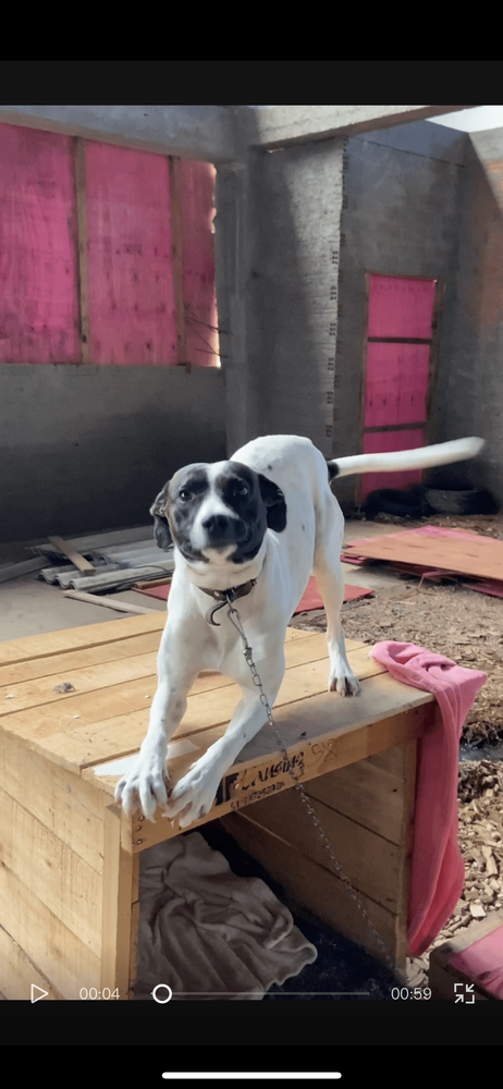 Cão