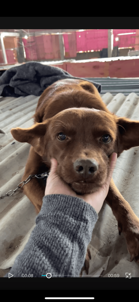 Cão