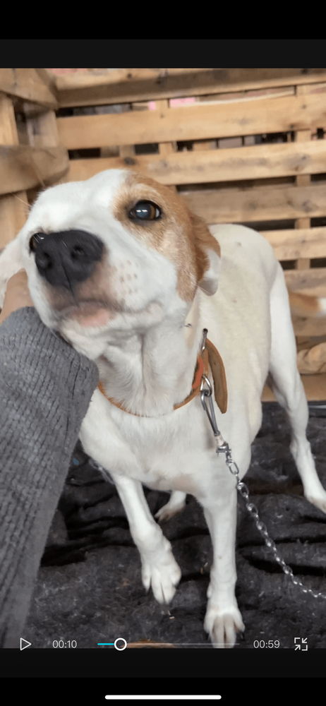 Cão
