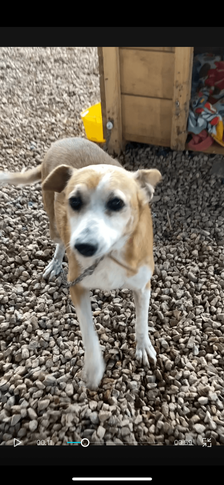 Cão