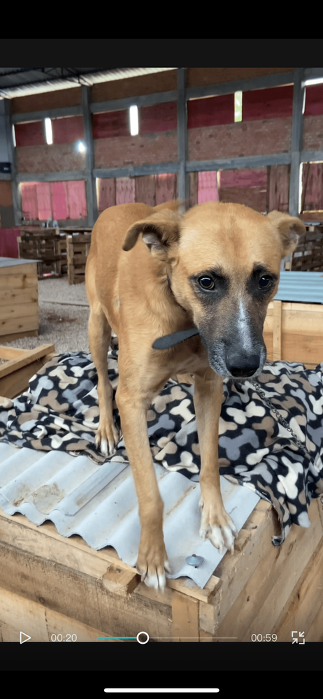 Cão