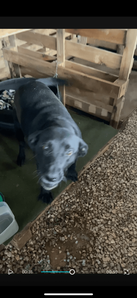 Cão