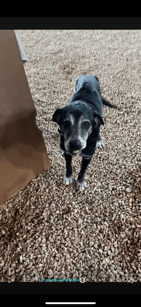 Cão