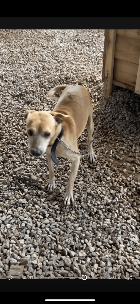 Cão