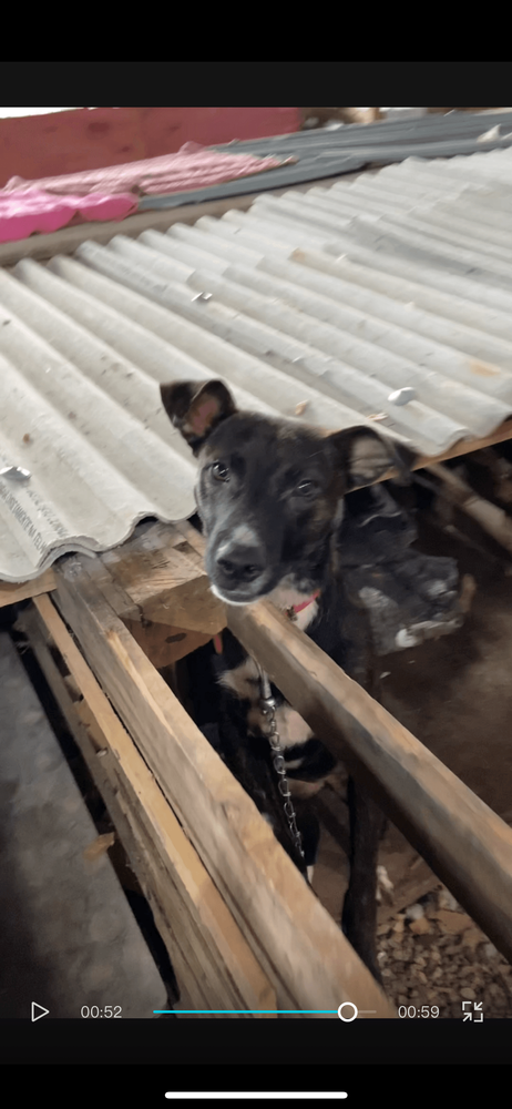 Cão