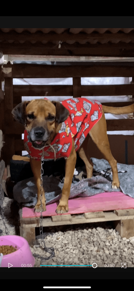 Cão