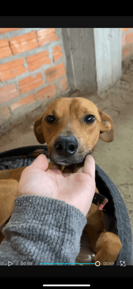 Cão