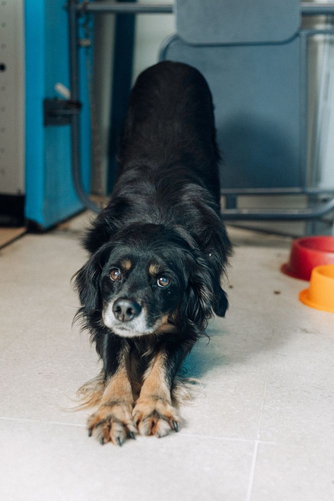 Cão