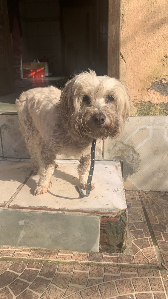 Cão