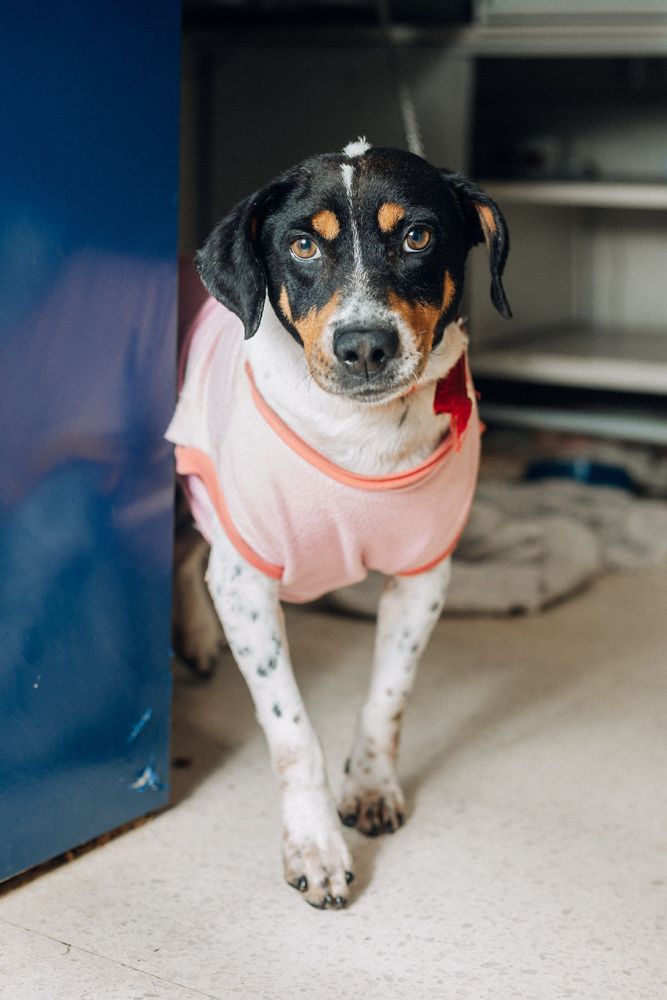 Cão