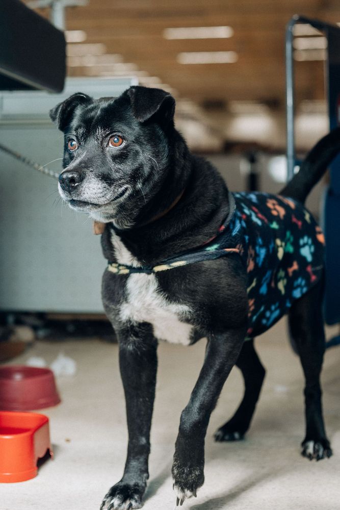 Cão