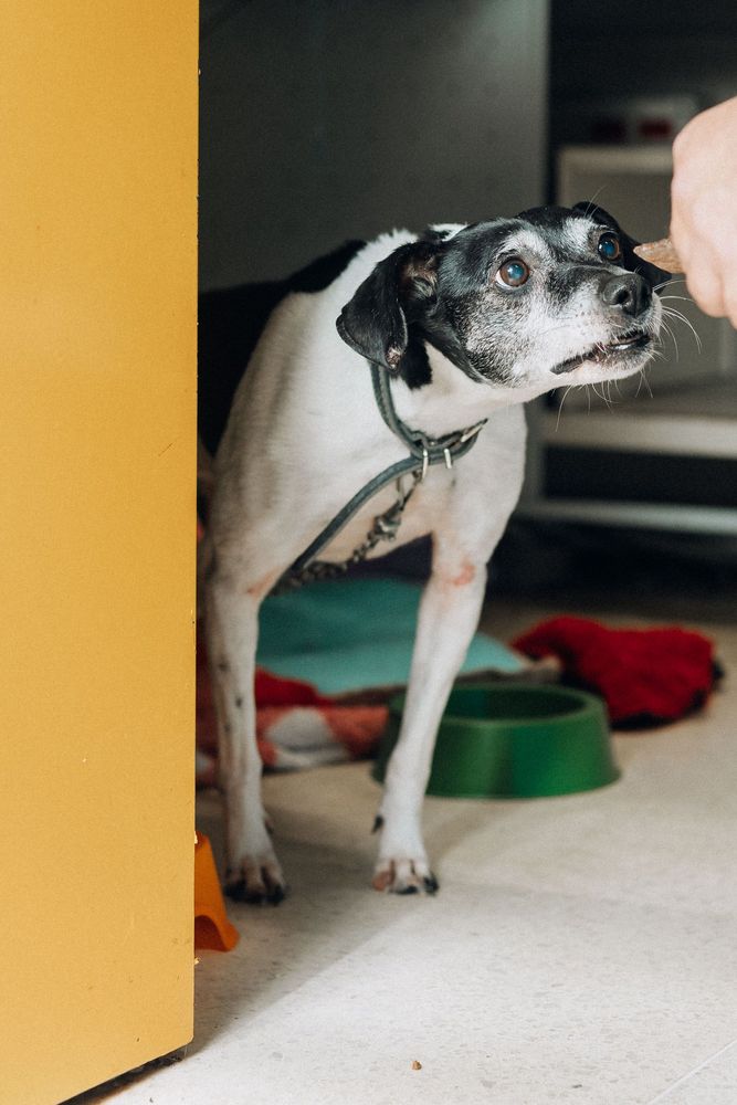 Cão